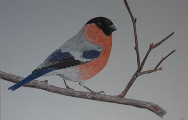a bird perched on a branch of a tree, birds, butterflies, nature, pencil drawings