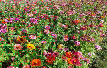 a field of colorful flowers, herbs, plants, zinnias