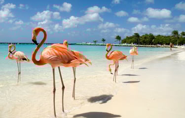 Flamingos em Aruba