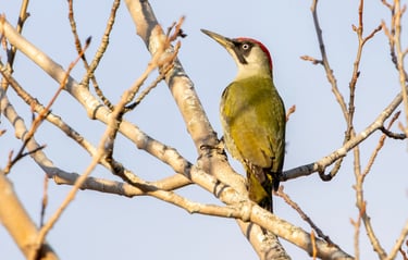 Green Woodpecker at Låte.