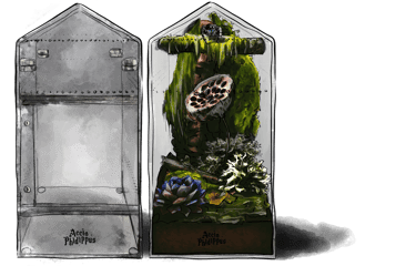 terrarium pour araignée - terrarium pour phidippus regius - petit terrarium