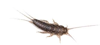 TLC Upstate Lawn & Pest Silverfish Control