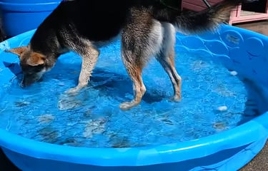 a dog is standing in a pool of water