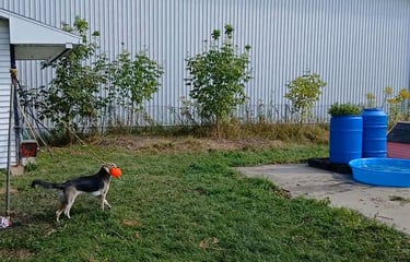 a dog is playing with a frisbee in the yard