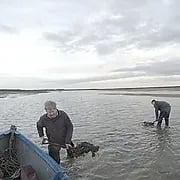 The Mussel Men of Brancaster Staithe. Brancaster Oyster Co