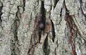 Fungal infection caused by contaminated drill. Tree will not grow over plastic plug.