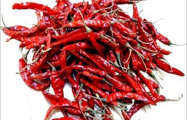 Teja chilli-premium variety from Nadaf Enterprises
