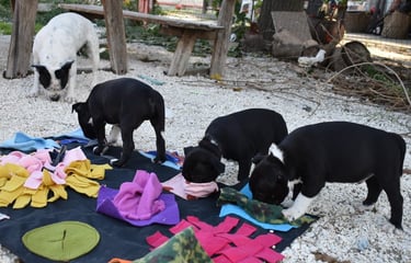 Socializzazione cuccioli Staffordshire Bull Terrier su tappeti sensoriali.