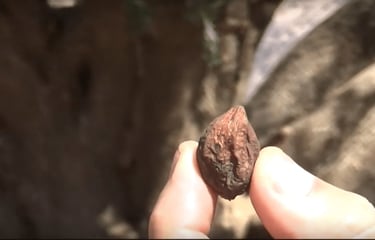 Noix d'Argan mûre avec pulpe brunie