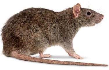 an image of a norway rat for customer identification