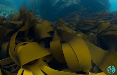 Laminaria digitata, Brittany, France