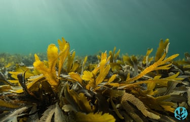 Fucus serratus, Brittany, France