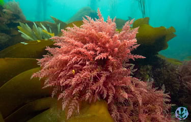 Asparagopsis armata, Brittany, France