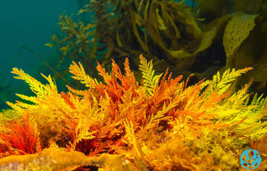 Tasmanian red algae