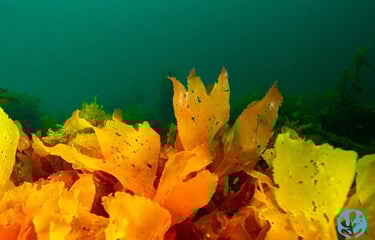Tasmanian red algae