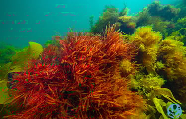 Tasmanian red algae