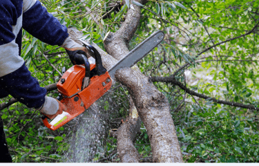 tree service near me in hampton, virginia