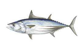 a fish fish with a fish on it's side