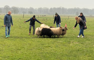 teambuilding schapendrijven
