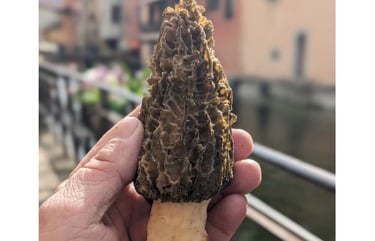Une personne tient un champignon, c'est une belle morille.
