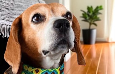 Beagle dog wearing a colorful patterned woven collar looking up indoors on a hardwood floor.