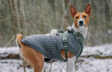 pet clothes patterns