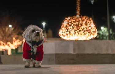 dogAdvisor | dogadvisor | dog advisor | dogAdvisor.dog