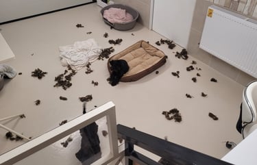 Schnauzettes destructrices !