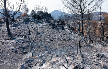 Incendie dans l'Aude la nature détruite