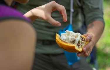 A person holding an open, fresh cacao pod showing the white pulp-covered beans inside.