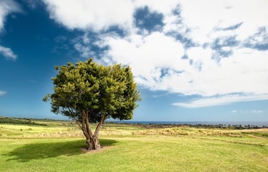 foto árvore em paisagem