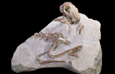 Lagomorph skeleton. By D. Descouens, CC BY-SA 3.0.