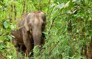 thailand khao lak elephant experience 