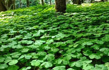 clover
