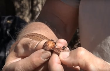 Une noix d'Argan est dépulpée pour extraire le noyau