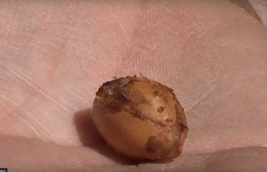 Le noyau d'une noix d'Argan