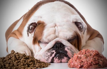 comida barf para perros, porque los perros deben hacer ejercicio diario