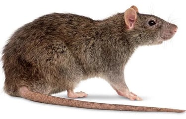 an image of a norway rat for customer identification