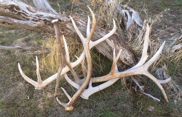 Elk Antlers - Little Trail Creek Cabins - Yellowstone Vacation Rentals - Gardiner Montana