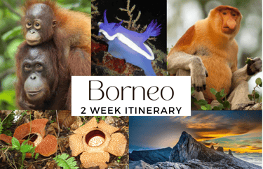 Borneo Itinerary 2 week adventure wildlife
