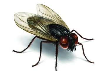 Flies