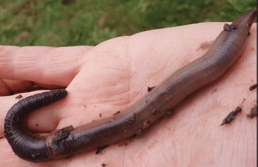 ver de terre lombric