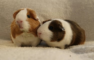 Pet animals for animal healing