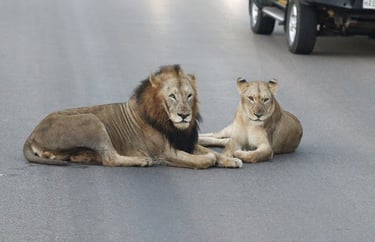 two lions laying on the road in the middle of the day