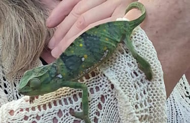 Visitor interacting with a chameleon in its natural habitat during a Zanzibar spice farm tour, enjoying wildlife and cultural