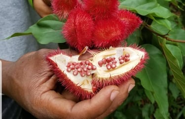 Fresh zingifuri (ginger) root showcased during a guided Zanzibar spice tour experience