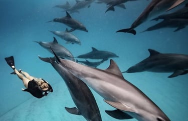 Tourist swimming underwater with a pod of dolphins during a Mnemba Island Zanzibar snorkeling tour