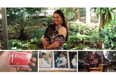 Visita ao Lone Pine Koala Sanctuary em Brisbane com quadro de celebridades
