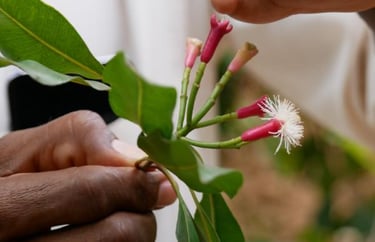 Aromatic clove buds growing on a clove tree at a Zanzibar spice farm
