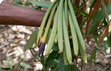 Vanilla tree growing on a Zanzibar spice farm during a spice tour, showcasing tropical plants and exotic spices